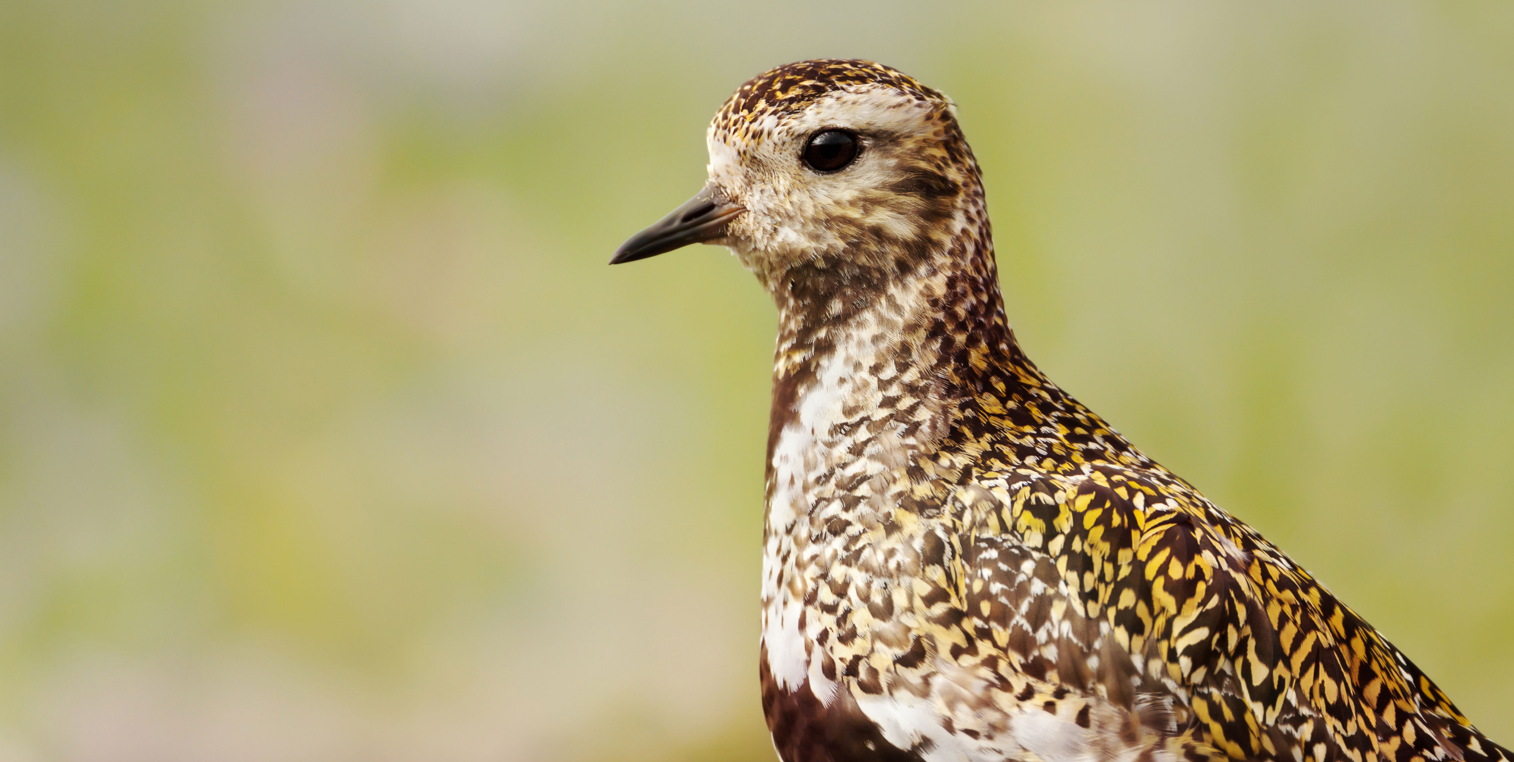 Onshore Ecology & Ornithology